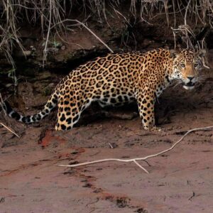 tours x JAGUAR PANTHERA ONCA TAMBOPATA PERU LLE