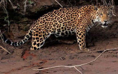 tours x JAGUAR PANTHERA ONCA TAMBOPATA PERU LLE