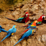 tours x MACAS CHUNCHO PARROTS TAMBOPATA PERU TOURS