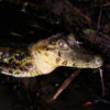 tours x CAIMAN LLE TAMBOPATA PERU WALKING NIGHT