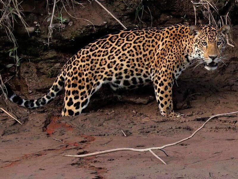 tours x JAGUAR PANTHERA ONCA TAMBOPATA PERU LLE