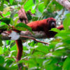 tours x MONKEYS TAMBOPATA PERU TOURS LLE