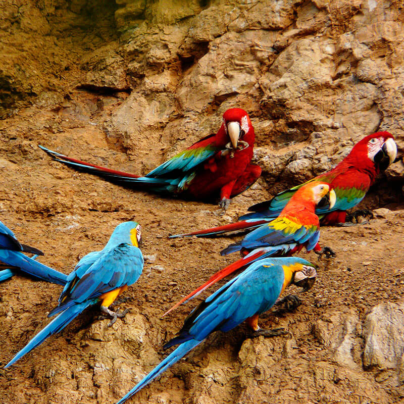 tours x MACAS CHUNCHO PARROTS TAMBOPATA PERU TOURS